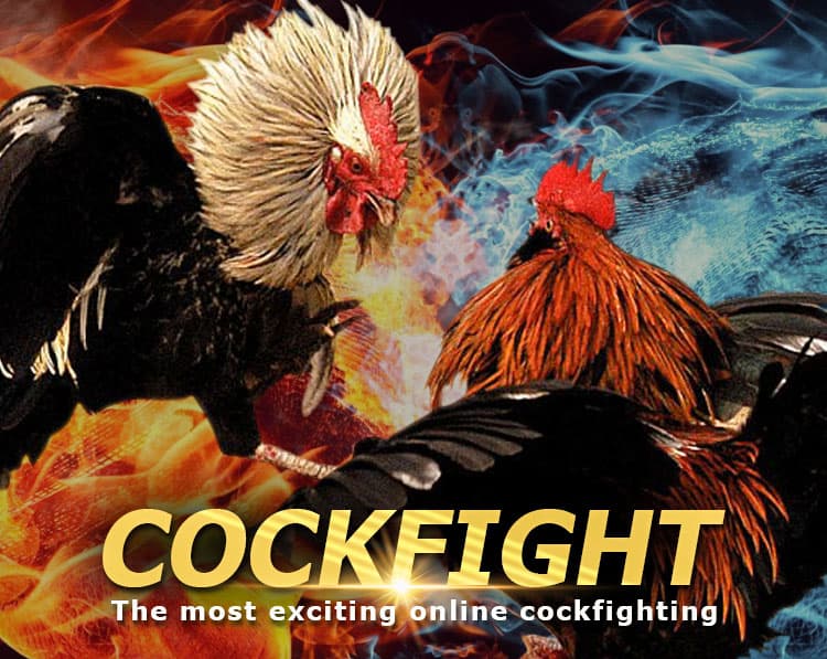 cockfighting lodi777 08