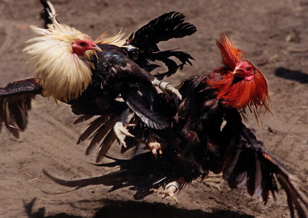 cockfighting terms lodi777 08