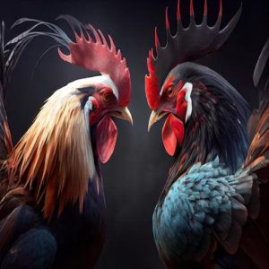 cockfighting terms lodi777 avatar